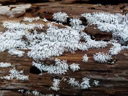 Attēlu rezultāti vaicājumam “Ceratiomyxaceae”