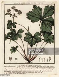 Attēlu rezultāti vaicājumam “Sanicula europaea leaf”