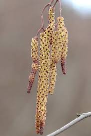 Attēlu rezultāti vaicājumam “Alnus glutinosa flower”