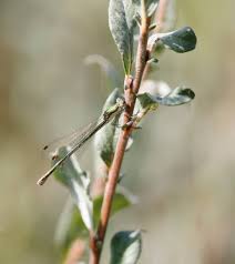 Attēlu rezultāti vaicājumam “Lestes virens female”