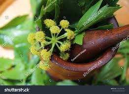 Attēlu rezultāti vaicājumam “Levisticum officinale flower”