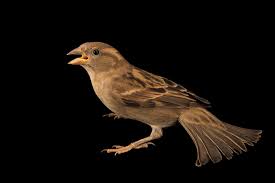 Attēlu rezultāti vaicājumam “Passer domesticus”