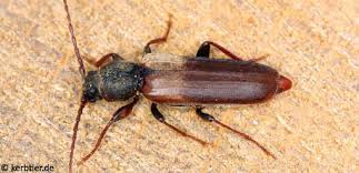 Attēlu rezultāti vaicājumam “Tetropium fuscum”