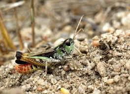 Attēlu rezultāti vaicājumam “Myrmeleotettix maculatus”