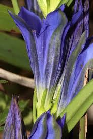 Attēlu rezultāti vaicājumam “Gentiana pneumonanthe”