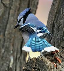 Attēlu rezultāti vaicājumam “Jalla dumosa”