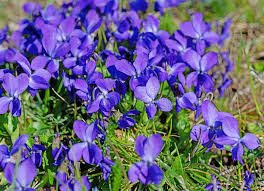 Image result for Veilchen