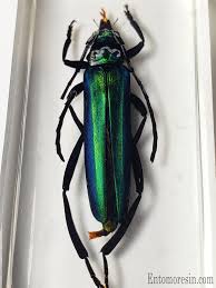 Attēlu rezultāti vaicājumam “Aromia moschata”