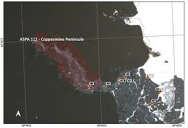 Attēlu rezultāti vaicājumam “Sanionia uncinata  sporophyte”