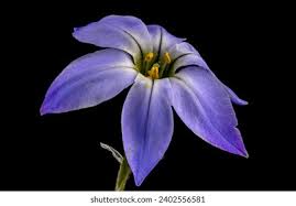 Attēlu rezultāti vaicājumam “Pinus pumila male flower”