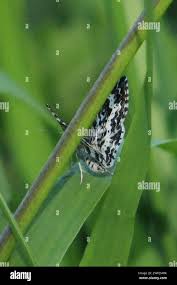 Attēlu rezultāti vaicājumam “Epirrhoe tristata imago”