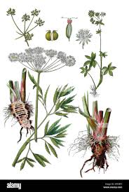 Attēlu rezultāti vaicājumam “Cicuta virosa”