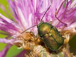 Attēlu rezultāti vaicājumam “Cryptocephalus aureolus, Cryptocephalus sericeus”