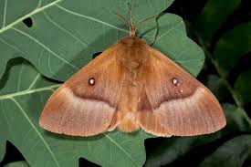 Attēlu rezultāti vaicājumam “Lasiocampa quercus imago”