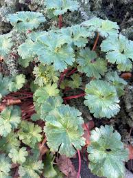 Attēlu rezultāti vaicājumam “Geranium bohemicum bud”