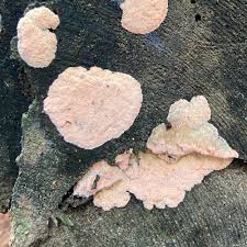 Attēlu rezultāti vaicājumam “Rhodonia placenta”