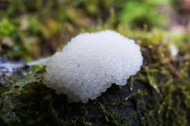 Attēlu rezultāti vaicājumam “Stemonitis lignicola macro”