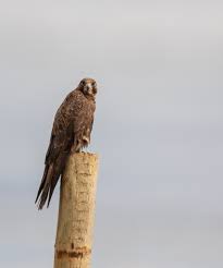 Image result for Falcons Black