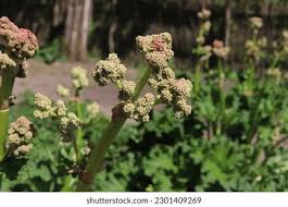 Attēlu rezultāti vaicājumam “Rheum rhabarbarum flower”
