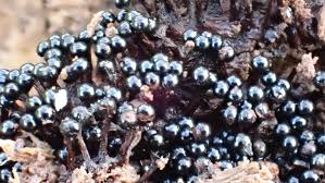 Attēlu rezultāti vaicājumam “Metatrichia floriformis spores”