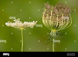 Attēlu rezultāti vaicājumam “Daucus carota subsp. carota”