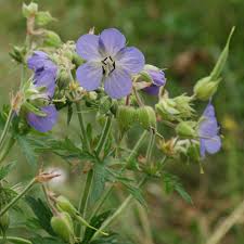 Image result for Geranium pratense