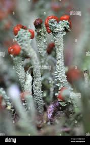 Attēlu rezultāti vaicājumam “Cladonia floerkeana”