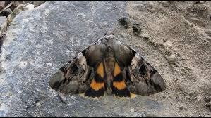 Attēlu rezultāti vaicājumam “Catocala fulminea”