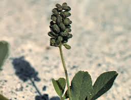 Attēlu rezultāti vaicājumam “Medicago lupulina bud”