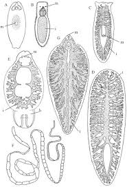 Attēlu rezultāti vaicājumam “Plathelminthes”