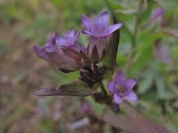Attēlu rezultāti vaicājumam “Gentianella amarella”