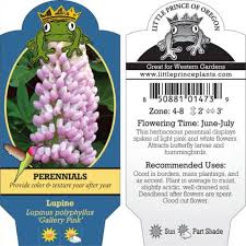 Attēlu rezultāti vaicājumam “Lupinus polyphyllus fruit”