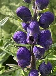 Image result for Aconitum napellus
