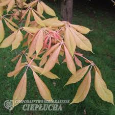 Attēlu rezultāti vaicājumam “Aesculus x neglecta”