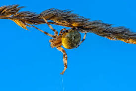 Attēlu rezultāti vaicājumam “Araneus quadratus female”