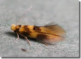 Attēlu rezultāti vaicājumam “Bucculatrix rhamniella”