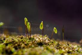 Attēlu rezultāti vaicājumam “Mnium hornum sporophyte”