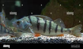 Image result for Perca fluviatilis