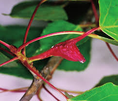 Attēlu rezultāti vaicājumam “Thecabius affinis imago”