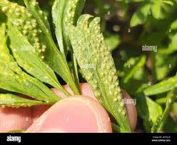 Attēlu rezultāti vaicājumam “Tranzschelia pruni-spinosae spores”