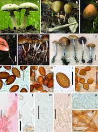 Attēlu rezultāti vaicājumam “Psilocybe sp.”