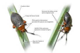 Attēlu rezultāti vaicājumam “Capsus ater”