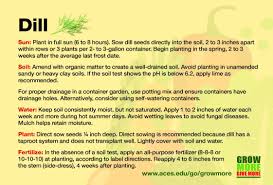 Image result for Dill