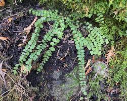 Attēlu rezultāti vaicājumam “Asplenium trichomanes”