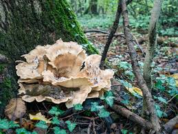 Attēlu rezultāti vaicājumam “Grifola frondosa”