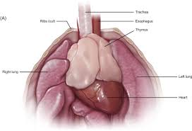 Image result for Thymus