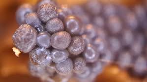 Attēlu rezultāti vaicājumam “Cribraria argillacea macro”