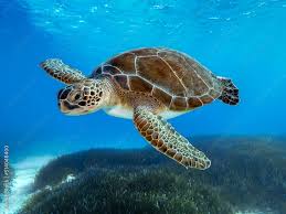 Image result for Chelonia mydas