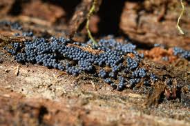 Attēlu rezultāti vaicājumam “Cribraria argillacea”