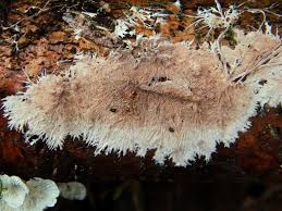 Attēlu rezultāti vaicājumam “Steccherinum fimbriatum”